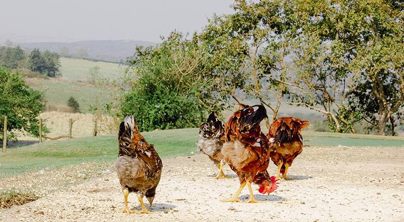 chickens